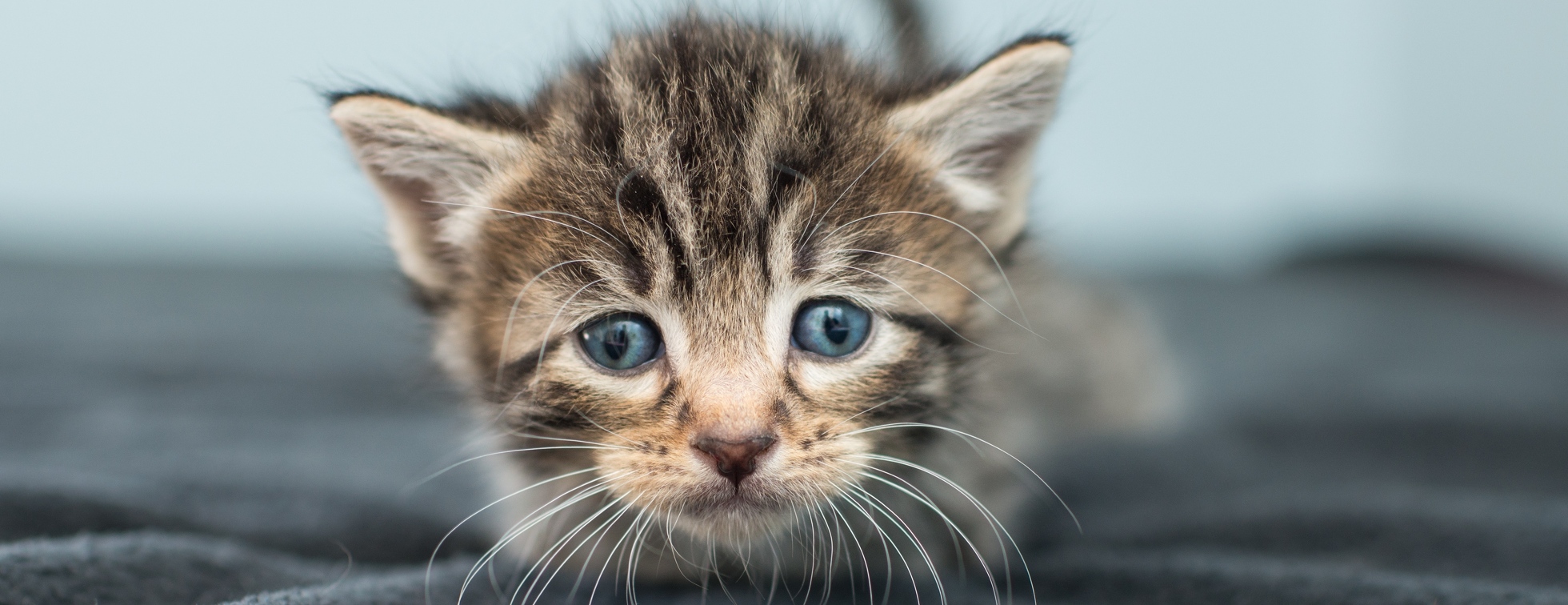 Team Kitten Rescue in the 2020 LA Marathon & Big 5k