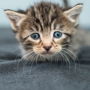 Fundraising Page: Kitten Rescue